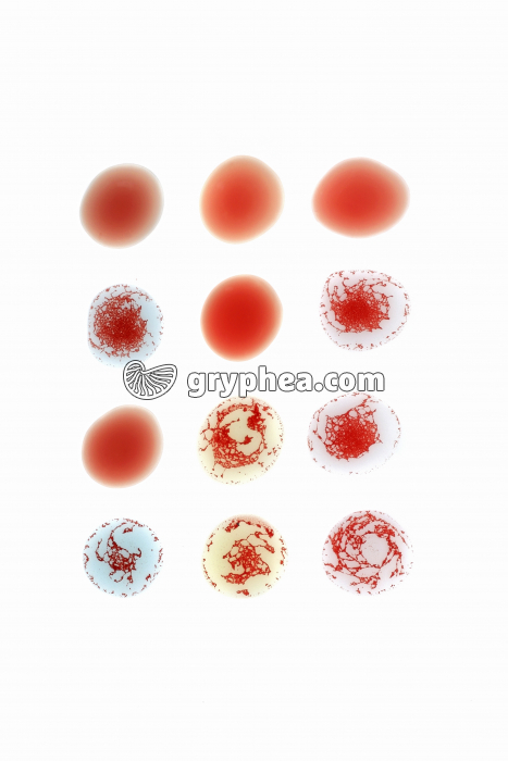 Groupes sanguins - Tests immunologiques mettant en évidence les différents groupes sanguins chez l'Homme - gryphea.com
